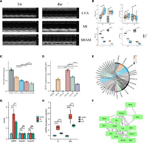 Figure From Il Adiponectin Hmgb Feedback Loop Mediates Adipocyte