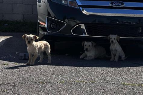 Hunde Welpen auf Parkplatz wie Müll entsorgt Bei diesem Anblick