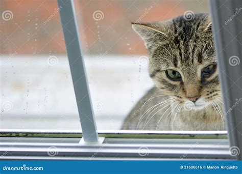 Cat With Eye Infection Royalty Free Stock Image - Image: 21600616