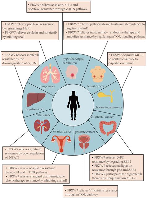 Frontiers Fbxw Attenuates Tumor Drug Resistance And Enhances The