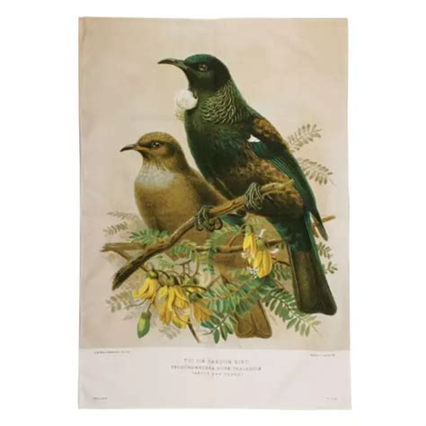 Bullers Bird Tui Tea Towel