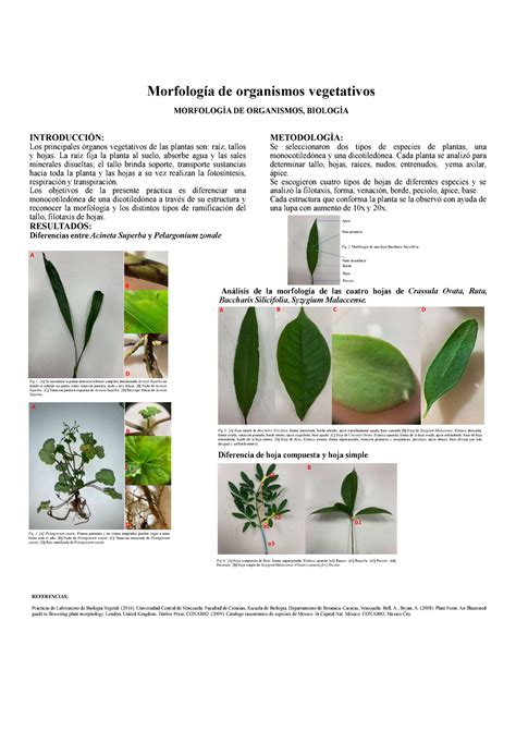 Morfologia De Organos Vegetativos Exp Morfolog A De Organismos