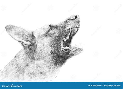 Angry Dog. Sketch with Pencil Stock Illustration - Illustration of ...