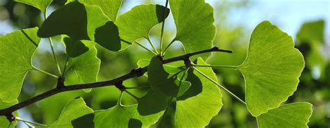 Ginkgo Biloba Bienfaits Et Vertus Sur La Beaut Et La Sant Clarins