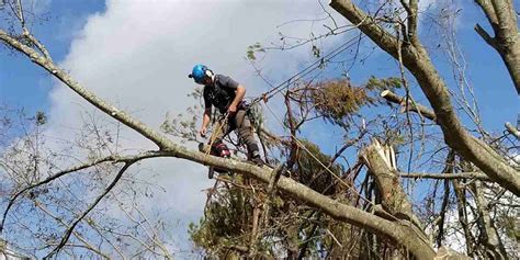 Why Lion Tailing Lion S Tail Pruning Is Bad For Trees