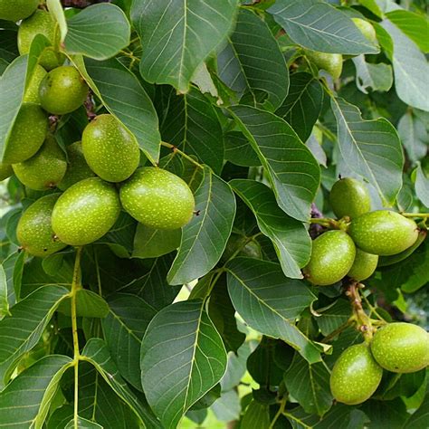 Juglans Regia Broadview Common Walnut Millstone Garden Centre