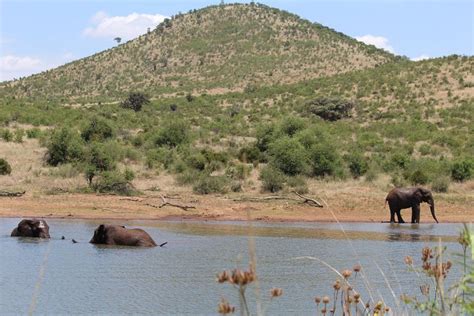 Private Pilanesberg National Park Open Vehicle With Lion Park Day