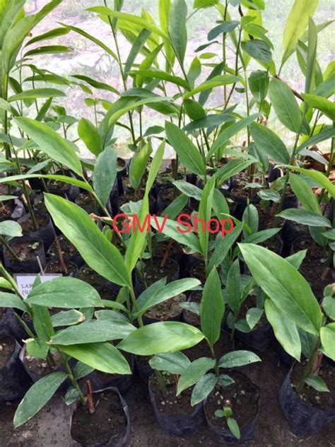 Thai Gingergalangallangkawas Plant Lazada Ph