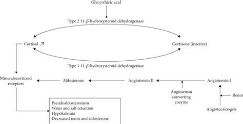 Both Cortisol And Aldosterone Bind With Equal Affinity To Download