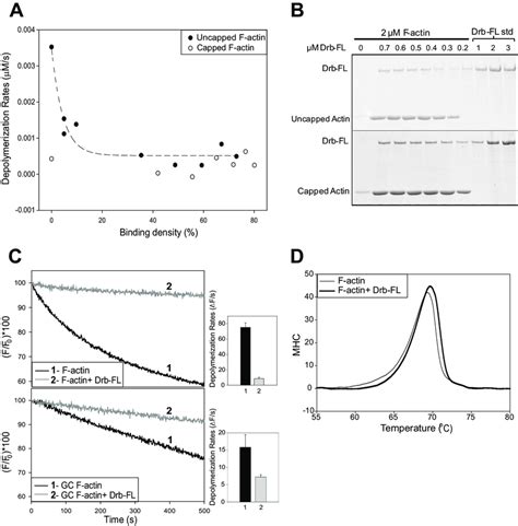 Drebrin A Inhibits F Actin Depolymerization And Increases The Thermal