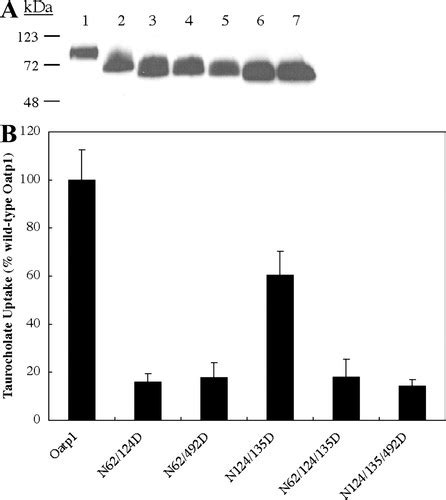 N Glycosylation Controls Functional Activity Of Oatp An Organic Anion