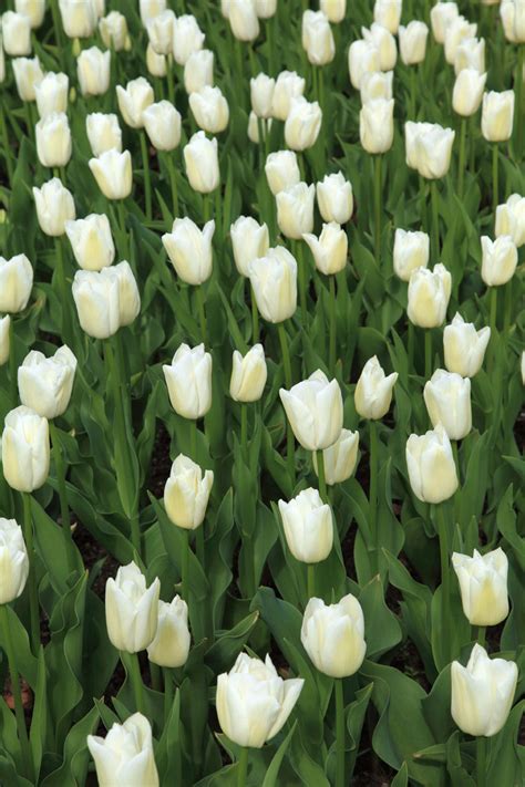 White Tulips Free Stock Photo - Public Domain Pictures