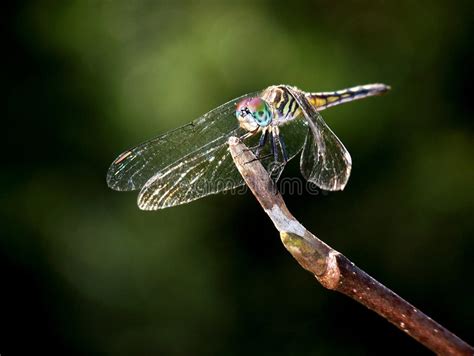 Dragonfly 库存照片 图片 包括有 蓝色 晒裂 生活 正横 芦苇 其它 夏天 昆虫 4193844