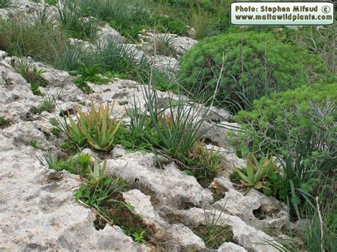 Aloe Vera Yellow Aloe The Online Flora Of The Maltese Islands