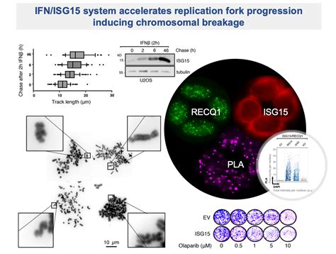 The Interferon System And Isg15 In Dna Replication And Genome Stability