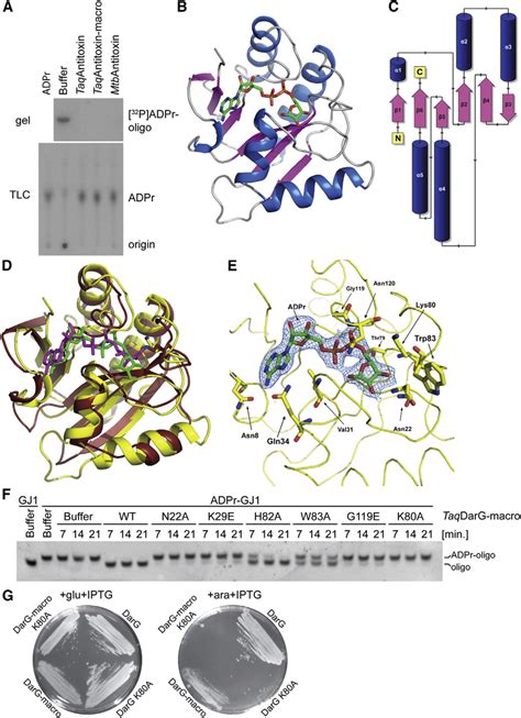 Antitoxin Macrodomain De Adp Ribosylates Dart Adp Ribosylated Oligonu