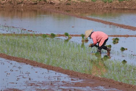 Vietnam Rice Aquaculture Forestry Britannica