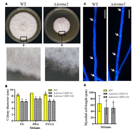 Figure 1 From Protein Kinase Ime2 Is Required For Mycelial Growth