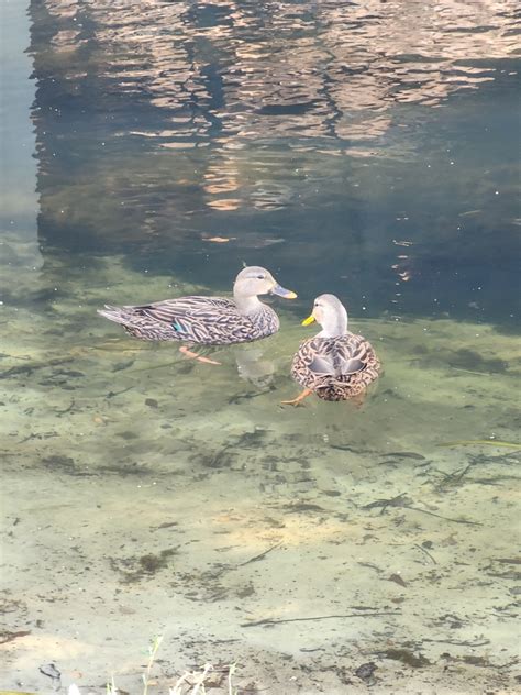 Mallards Pintails And Allies From Delray Beach Fl Usa On