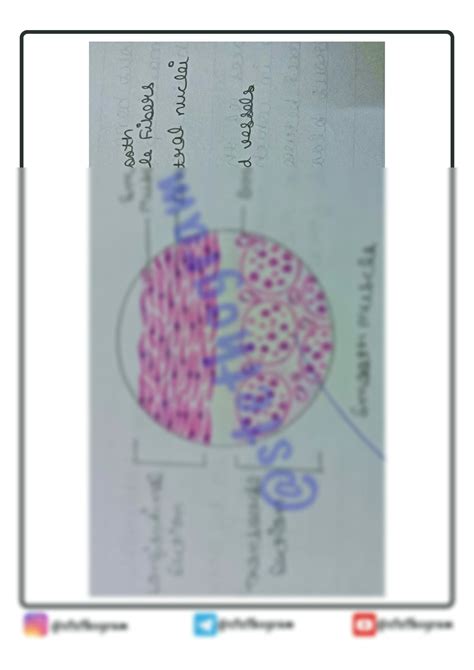 Solution Smooth Muscle Histology Diagram Studypool