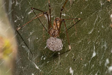 Premium Photo Adult Female Shortbodied Cellar Spider