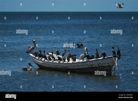 Pelicans and Cormorants sitting on a fishing boat moored along Campeche Bay in San Francisco de ...