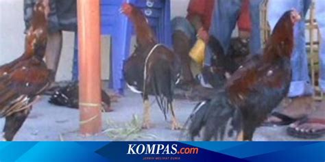 Polisi Gerebek Tempat Judi Sabung Ayam Di Tangerang 3 Pelaku Ditangkap