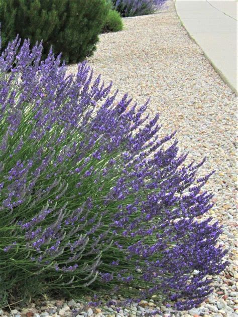 Lavandula X Intermedia Grosso Ornamental