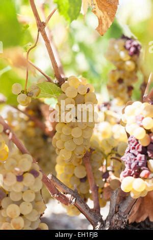 Grapes 'Pinot Blanc' Stock Photo - Alamy