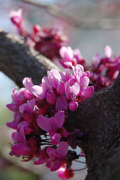 American Redbud Cercis Canadensis Ozarks Walkabout