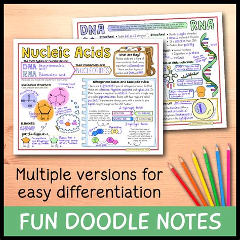 Chapter 5 Nucleic Acids Ea Pdf Worksheets Library