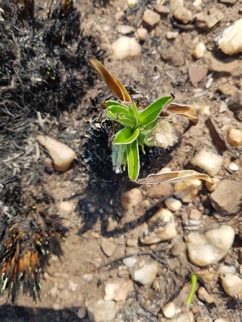 Shiny Stargrass From Melville Johannesburg 2092 South Africa On