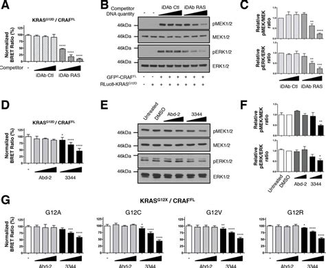 Figure2 Bret Biosensors Of Krasg12 Mutants And Full Length Craf Are Download Scientific