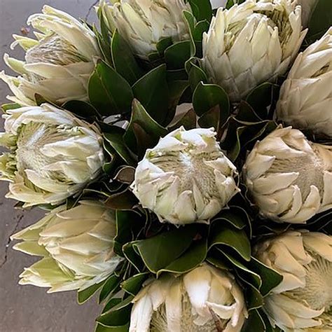 White King Protea Florabundance Wholesale Flowers