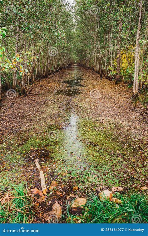 Dark Swamp Wetlands With Grey Greens Water Yelnya Belarus Stock Image