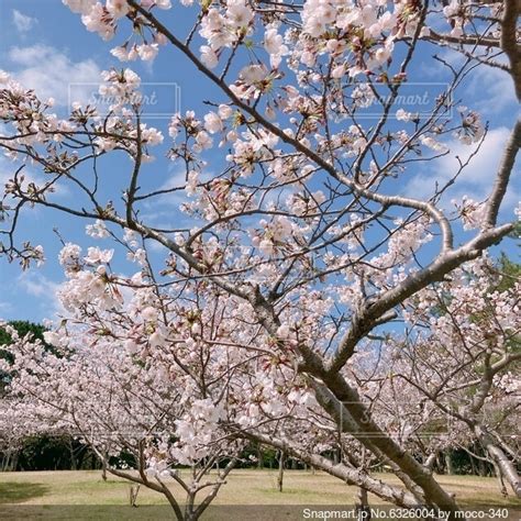 青空に映える満開の桜の写真・画像素材 6326004 Snapmart（スナップマート）