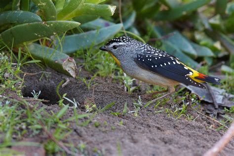 Meet The Burrowing Spotted Pardalote Australian Geographic