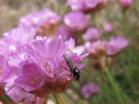 Islay Natural History Trust Diptera Sp Pollinating Thrift Armeria