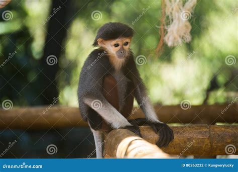 Baby Red-shanked Douc Langur Stock Photo - Image of nemaeus, langur ...