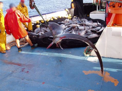 Aguas De América Latina Siguen Siendo Blanco De La Riesgosa Pesca