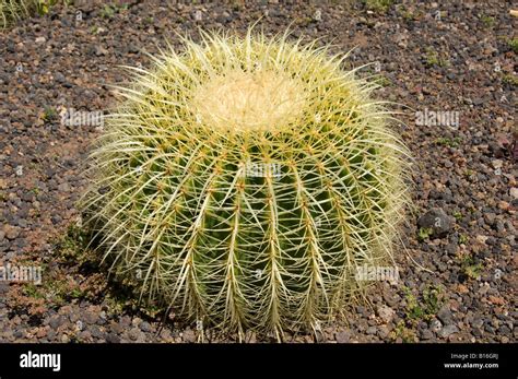 Close Up Of Golden Barrel Cactus Echinocactus Grusonii Genus Cactaceae