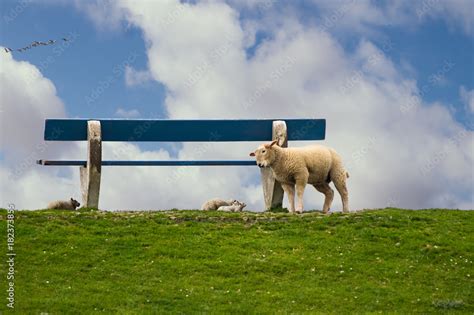 Schaf Deich L Mmer Nordsee Stock Photo Adobe Stock