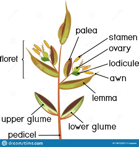 Structure Of Grass Spikelet Diagram Of Portion Of Grass Inflorescence Stock Vector