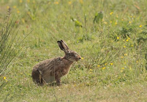 European hare - Zoological Museum Netherlands