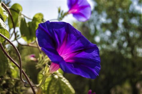 A Complete Morning Glory Growing Guide And 4 Varieties To Inspire You