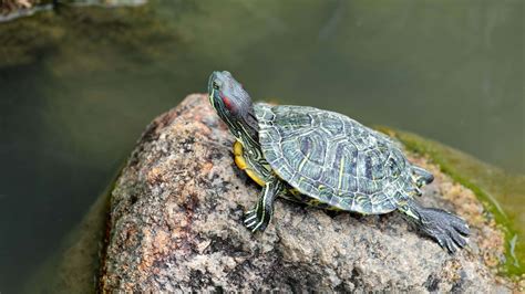 Download Terrapin Sunbathingon Rock Wallpaper