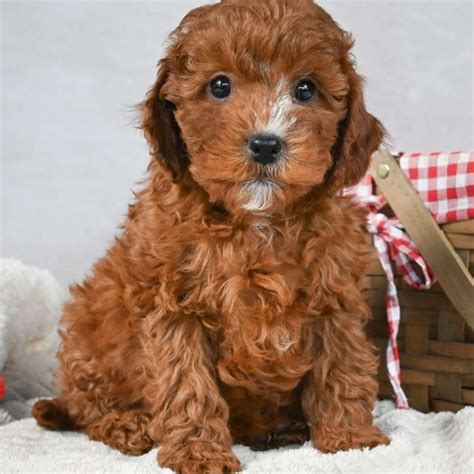 Male F1b Cavapoo Puppy For Sale Id 6070 Ab