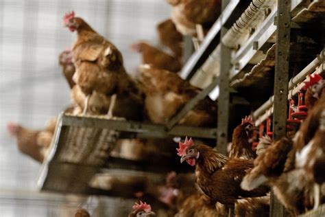 Recordaantal Van 300 000 Kippen Geruimd Vanwege Vogelgriep NRC