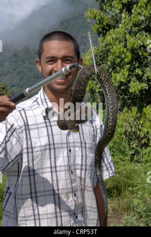 RED SPOTTED PIT VIPER. Trimeresurus jerdonii. Venomous. Jerdon's viper Stock Photo - Alamy