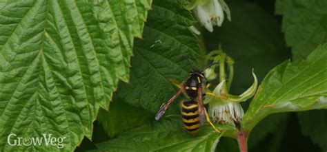 Benefits Of Wasps In The Garden Fasci Garden